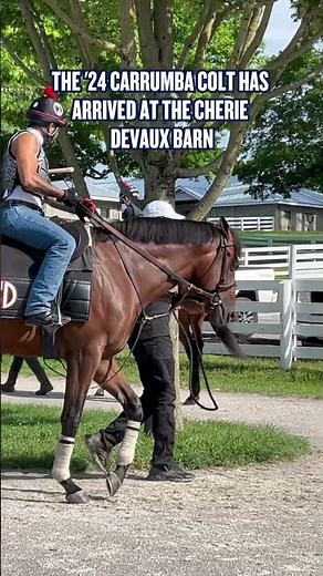 Meet Kentucky Derby & Belmont Stakes winner Golden Tempo's 1/2 brother by Nyquist.