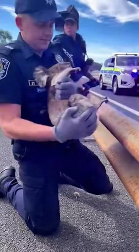 💔 Terrified Koala Trapped on Freeway Guardrail... Until THIS Police Officer Stepped In!