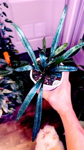 Blue Oil Fern microsorum thailandicum #plants #houseplants #indoorplants #garden #shorts #shortvideo