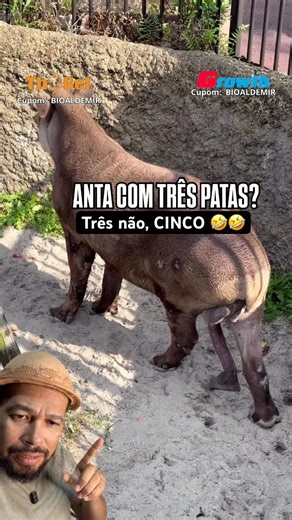 A tapir with five legs? 🤣 #bioaldemir #curiosities #animals