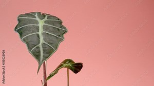 The man puts the vase on the table. Incredible Alocasia Polly, Alocasia bambini, flower in a white round pot on a pink borderless background. Pink cyclorama. Copy space.