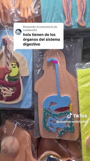 Sistema digestivo en 3D: ¡Exploración sencilla!