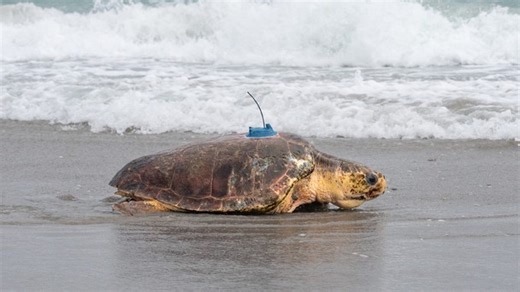 5.7K views · 39 reactions | Dilly Dally, a loggerhead sea turtle, was released back into the ocean in Florida after her right flipper was amputated and underwent rehabilitation. | Milwaukee Journal Sentinel | Facebook