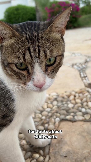 Facts About Tabby Cats | Variations, Traits, and Personalities Explained