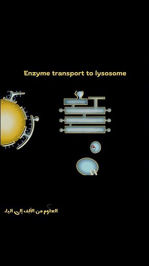 How Enzymes Reach the Lysosome 🔬😱