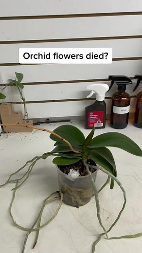Troubleshooting Orchid Flower Problems: Tips and Hacks for Healthy Plants