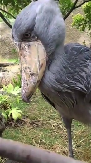 Discover the Unique Sound of a Shoebill Stork's Sneeze