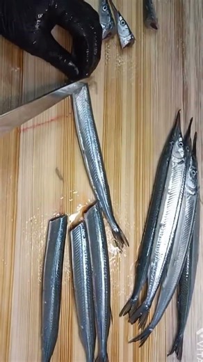 さよりのさばき方です！サヨリは分類的にはスメグマモルフォ系ボラ亜系ダツ目トビウオ亜目サヨリ科サヨリ属です！トビウオに近いお魚なのですね！身が締まっていて旨みもあり美味しいお魚です！ #ねぎお寿司 #鱵