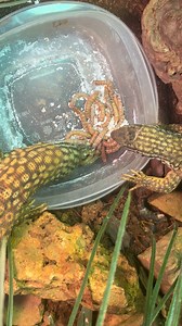 Feeding my reptiles before my trip To Vegas this week. #ackiemonitor #monitorlizard #reptilelover #reptiles | Chase Dudley | Facebook