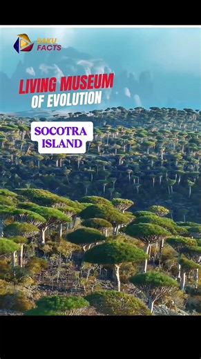 Socotra — Earth’s Most Unusual Island