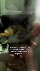 My bomb sniffing dogs finally meet eachother | Dorkabel