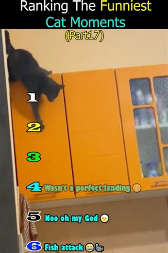 This Cat at #3 Had Me Crying 🤣 | Funniest Cats Ever #CatShorts