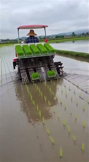 Ai Robotic Machine Planting Rice in Paddy Watch Precision Farming in Action