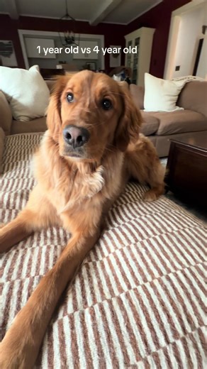 He does love her but she’s an instigator #goldenretrieverlife #goldenretriever #dogsoftiktok #twinmom