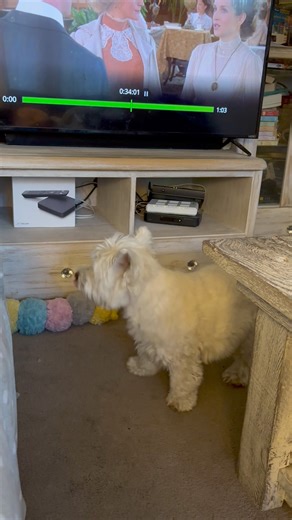 65K views · 3.7K reactions | It’s sleep time for Mama according to my Westie’s! Every day at 8:15—they do not take no for an answer ❤️ | The Piper Chronicles | Facebook