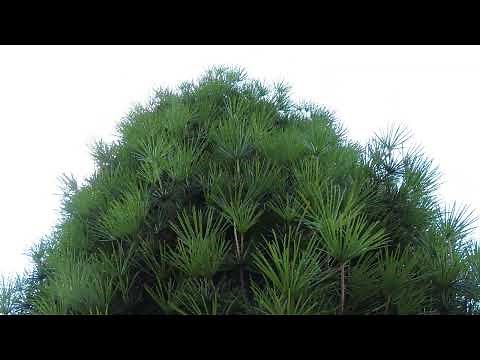 コウヤマキ/高野槇// Sciadopitys verticillata/こうやまき科