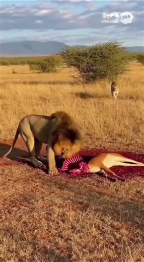 Monkeys rescue rabbits from being bitten by wild dogs fast action #animals #rescue #wildlife