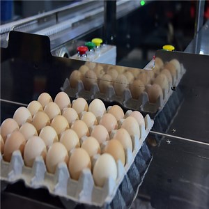 [Hot Item] Automatic Chicken Egg Grading & Packing Machine for Poultry Farm