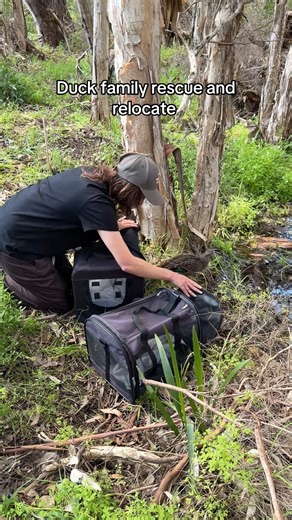 Members of the public found this family on the road and guided them into a front yard and waited for our volunteers to arrive. Luckily between 2 volunteers and 2 nets they got the mum in one and all her ducklings in the other! They were then taken to the nearest suitable release site 🩵 #wildliferescue #birdrescue #wildlifeconservation #duckrescue | Western Australian Seabird Rescue