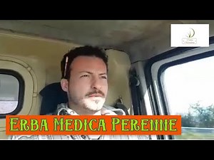 Piante Permaculturali: Tree Lucerne (Tagasaste)