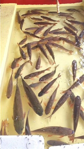 Machhali Video! Machhali Wala Video! #fish #shorts #shortsfeed !