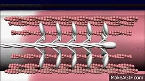 Muskelkontraktion on Make a GIF