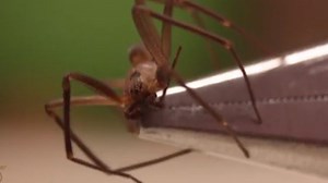 How to Identify and Handle a Brown Recluse Spider