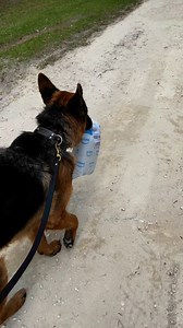 4.9K views · 560 reactions | K9 Services German Shepherd Rescue, Inc. on Reels | Facebook