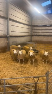 MEAT MACHINES 💪 6 Ewe lambs for Longtown auction on Monday. Lot 135-140 online bidding will be available through mart eye, we can take any lambs home if you can’t make it to the sale. Nicholas Richard Woodmass | Alpha Texels