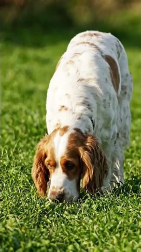 Clumber Spaniel – The Heavyweight Gentle Hunter ‪@GlobalDogBreeds‬
