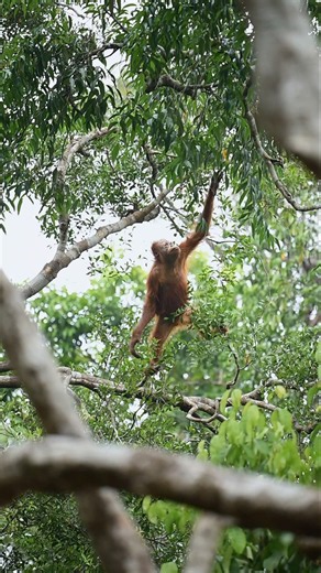 The Forest They Call Home | Bornean Orangutan | Borneo Wildlife | Wild Wonders Expeditions