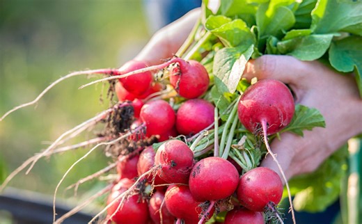 How to Grow Radishes: A Complete Organic Growing Guide