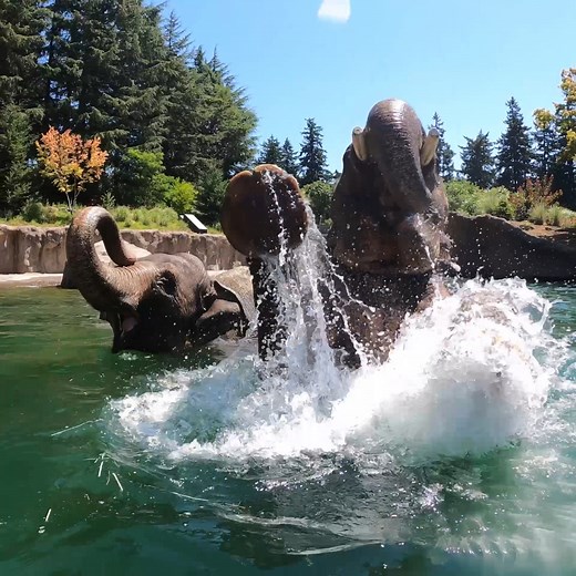 Explore the zoo after hours this summer with live music, food carts, keeper talks and more at Zoo Nights — every other Friday through Aug. 12! | Oregon Zoo
