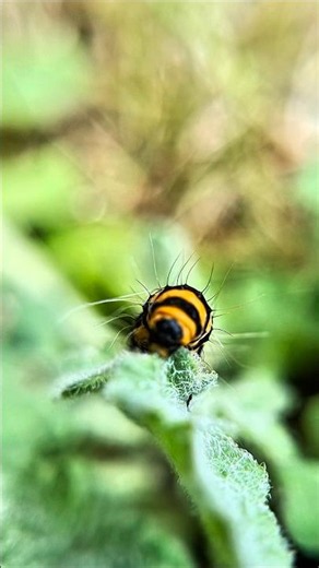 What Do Mini Beasts Look Like (Macro Zoom)🕷️🪲