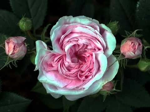 (BEST) Maria Callas~ Si mi chiamano Mimi-La Boheme