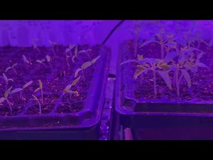 How I Use Grow Lights to Start Seeds Indoors 🌱