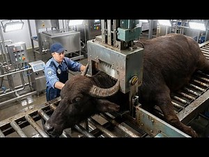 Inside The Buffalo Meat Industry | From Farming To Food & Leather Products