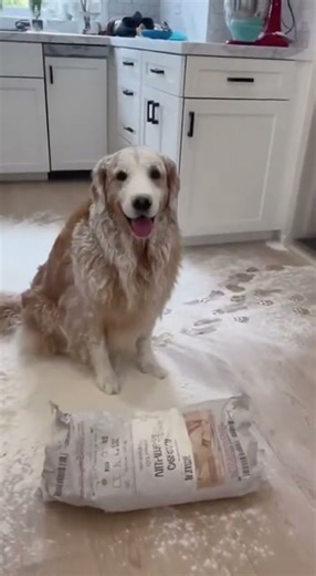 The Flour Incident - Golden Retriever Dogs