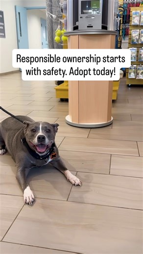 September is National Responsible Dog Ownership Month, and Halifax Humane Society is helping new adopters start strong. Now through September 30, every adoption includes a FREE custom ID tag to help keep pets safe and home where they belong. Every pet adopted from HHS has already been examined by a veterinarian, fully vaccinated, microchipped, spayed or neutered, and started on heartworm and flea prevention—so they’re healthy, happy, and ready to join your family. Adopt this week, keep your new 