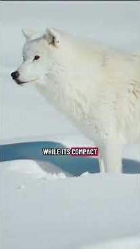The Arctic Fox — Nature’s Master of Survival