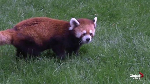 Edmonton Valley Zoo red pandas
