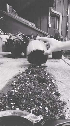 33 reactions | Add a pop of colour to your home with Tillandsia...