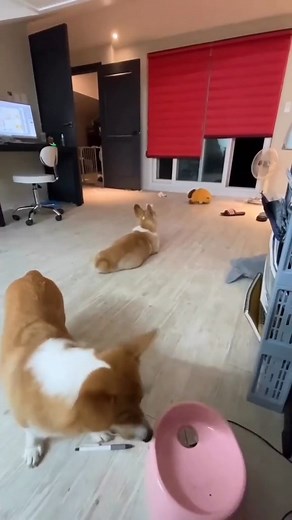 2.8M views · 53K reactions | funny animals video compilation try not to laugh #funnyanimals #animalmemes #laughteristhebestmedicine #petlovers #dogmemesdaily #funnyvideosdaily #funnydogreels | FunnyIsland | Facebook