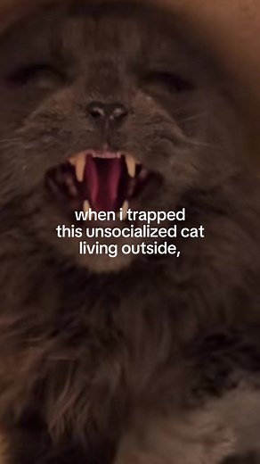 Understanding Harold's Socialization Process
