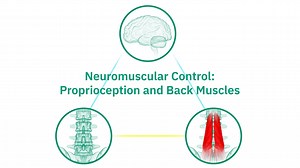 Neuromuscular Control: Proprioception and Back Muscles (USA)