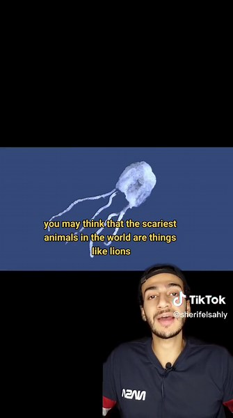 The Scariest Animal To Ever Exist - Irukandji Jellyfish