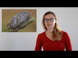 The Life of A Butterfly | Part 4: Chrysalis, Pupa or Cocoon?