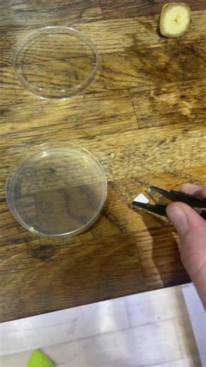 How to grow slime mould from Germany tutorial #oats #nobananas | slime mold