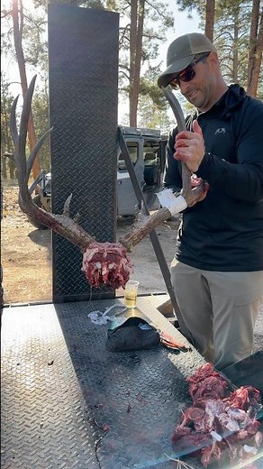 Giant Kaibab Mule Deer