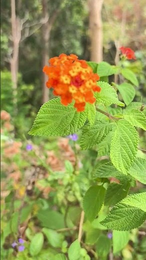 Lantana camara, commonly known as lantana, is a flowering plant native to the tropical regions.